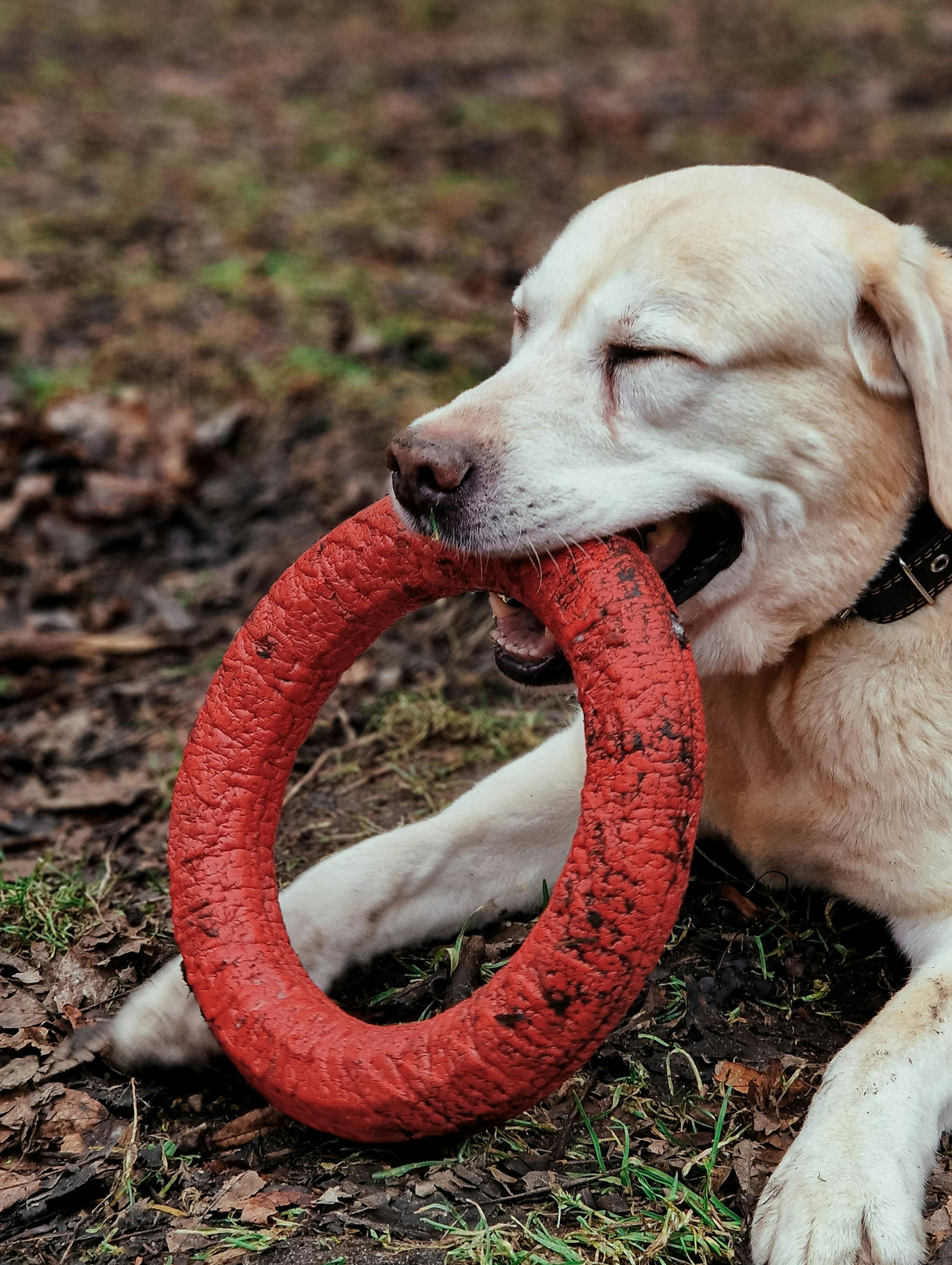 Huisdieren & Supplies